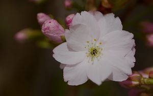 Preview wallpaper sakura, flower, petals, bud, branch, macro