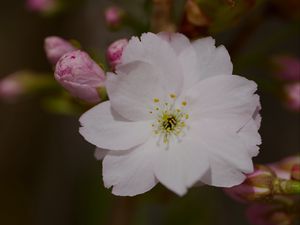 Preview wallpaper sakura, flower, petals, bud, branch, macro