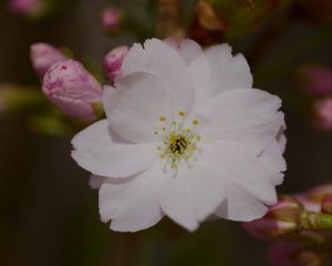 Preview wallpaper sakura, flower, petals, bud, branch, macro