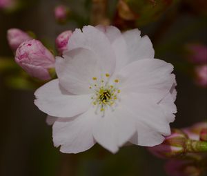 Preview wallpaper sakura, flower, petals, bud, branch, macro