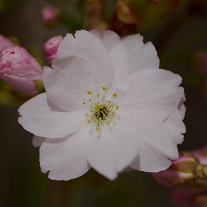 Preview wallpaper sakura, flower, petals, bud, branch, macro