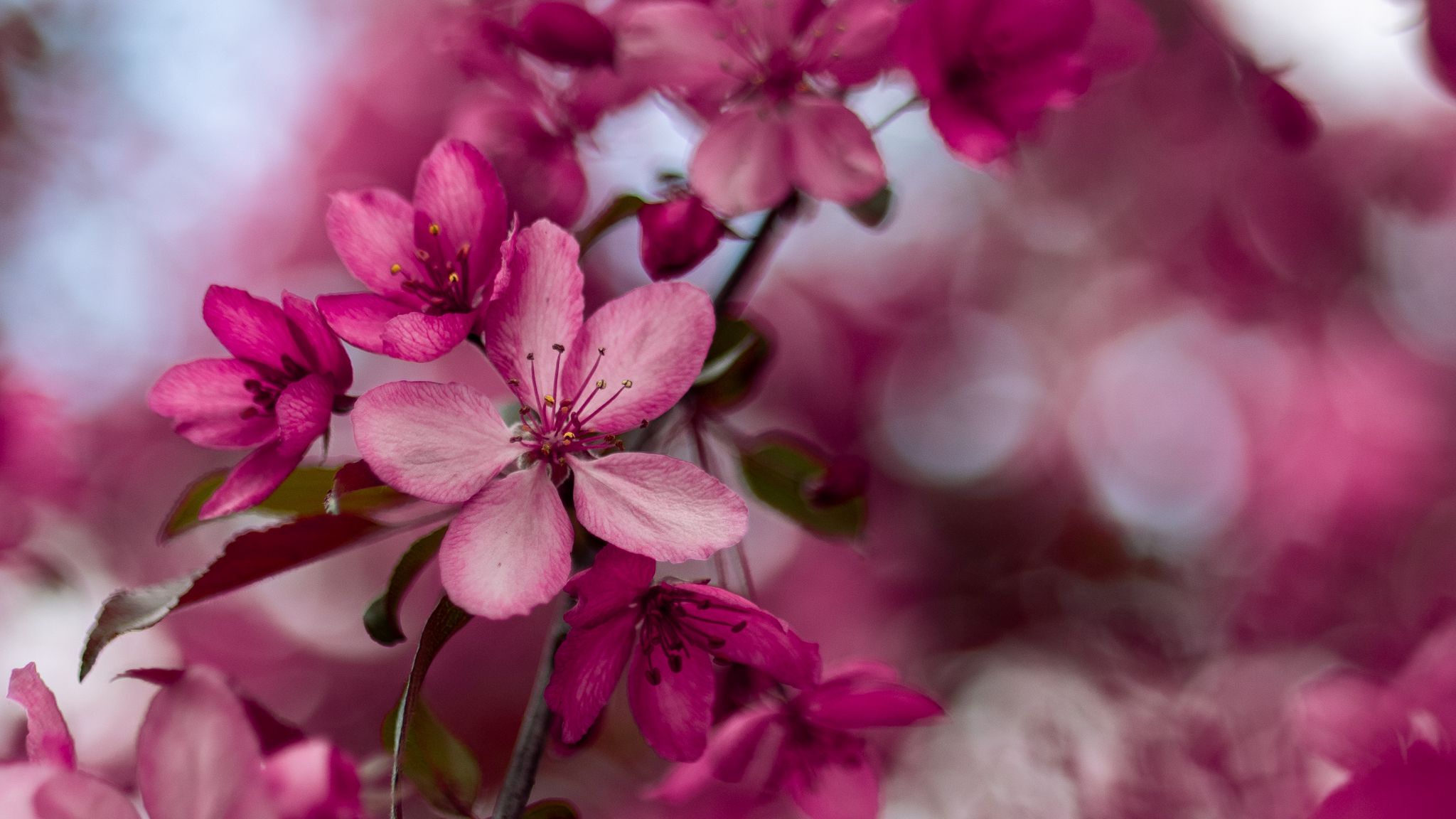 Download wallpaper 2048x1152 sakura, flowers, pink, bloom, branch ultrawide  monitor hd background