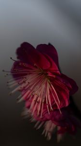 Preview wallpaper sakura, flower, pink, macro, closeup