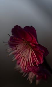 Preview wallpaper sakura, flower, pink, macro, closeup