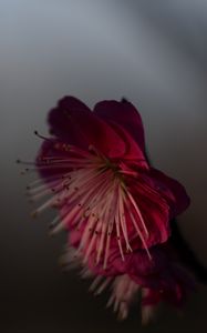 Preview wallpaper sakura, flower, pink, macro, closeup