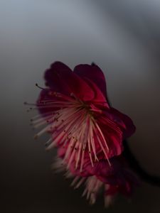 Preview wallpaper sakura, flower, pink, macro, closeup