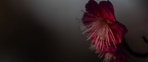 Preview wallpaper sakura, flower, pink, macro, closeup