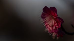 Preview wallpaper sakura, flower, pink, macro, closeup