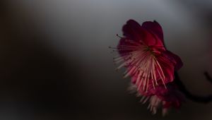 Preview wallpaper sakura, flower, pink, macro, closeup
