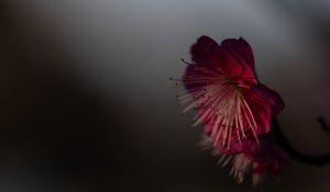 Preview wallpaper sakura, flower, pink, macro, closeup
