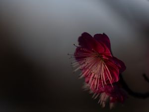 Preview wallpaper sakura, flower, pink, macro, closeup