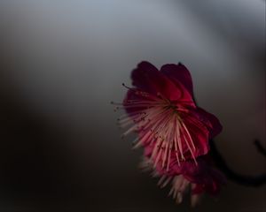 Preview wallpaper sakura, flower, pink, macro, closeup