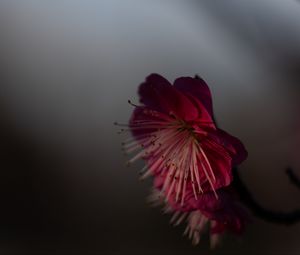 Preview wallpaper sakura, flower, pink, macro, closeup