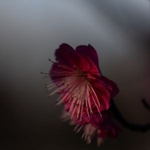 Preview wallpaper sakura, flower, pink, macro, closeup