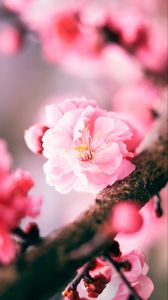 Preview wallpaper sakura, flower, pink, macro