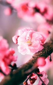 Preview wallpaper sakura, flower, pink, macro