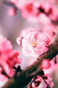 Preview wallpaper sakura, flower, pink, macro