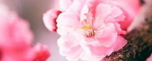 Preview wallpaper sakura, flower, pink, macro