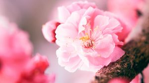 Preview wallpaper sakura, flower, pink, macro