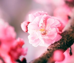 Preview wallpaper sakura, flower, pink, macro