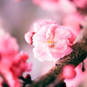Preview wallpaper sakura, flower, pink, macro