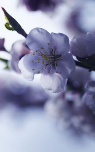 Preview wallpaper sakura, flower, spring, petals, branch