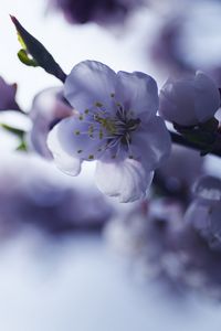 Preview wallpaper sakura, flower, spring, petals, branch