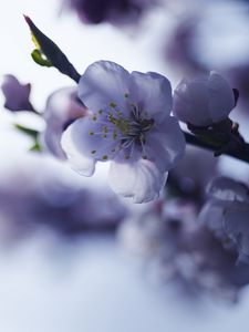 Preview wallpaper sakura, flower, spring, petals, branch