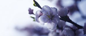 Preview wallpaper sakura, flower, spring, petals, branch