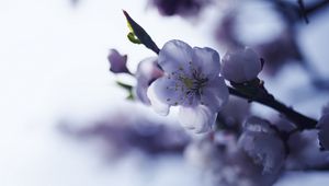 Preview wallpaper sakura, flower, spring, petals, branch