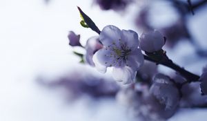 Preview wallpaper sakura, flower, spring, petals, branch