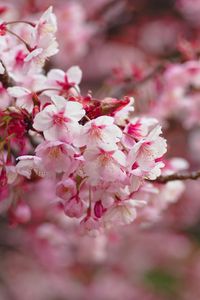Preview wallpaper sakura, flowering, branch, flowers, blur
