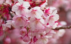 Preview wallpaper sakura, flowering, branch, flowers, blur
