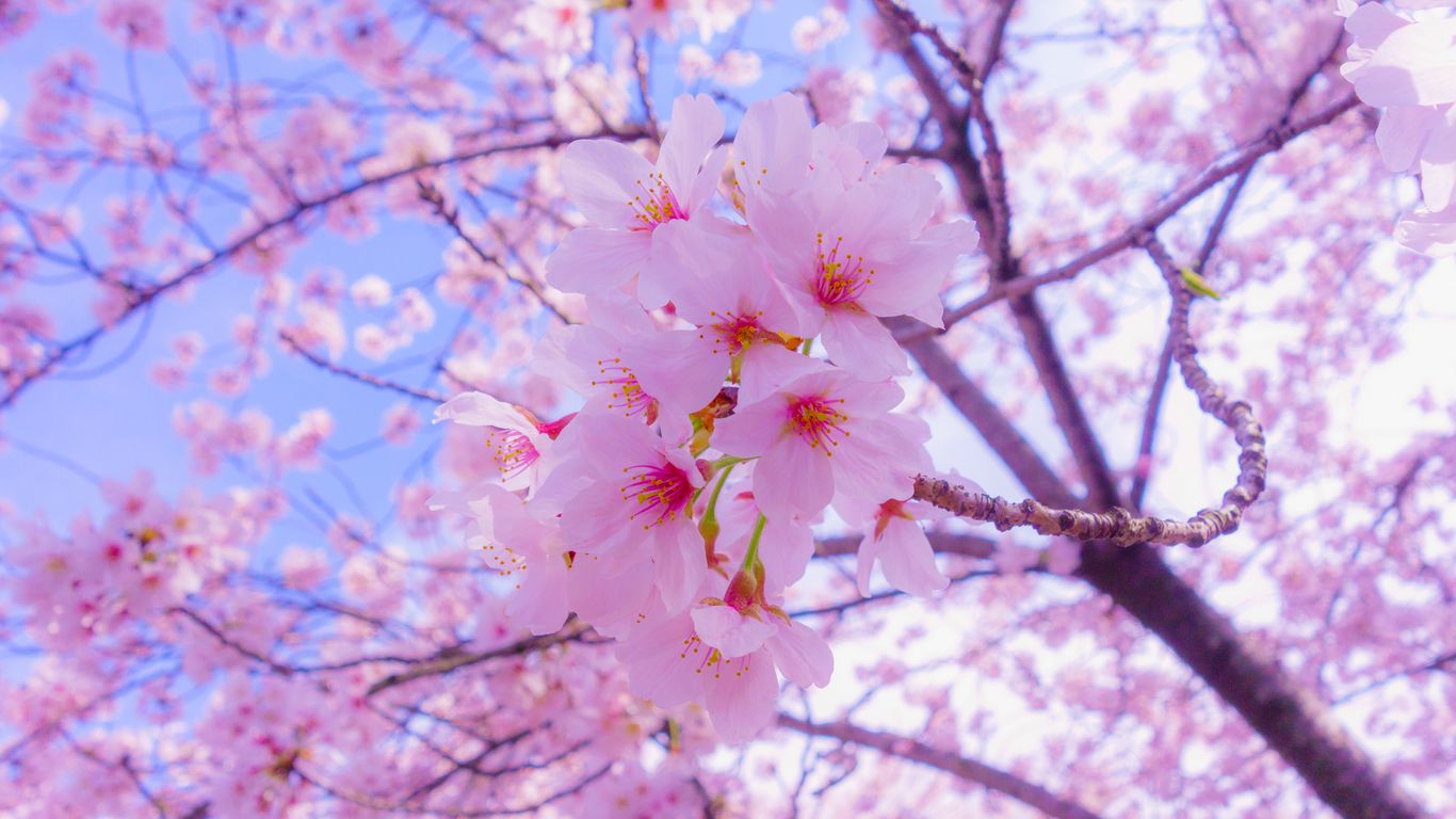 Những cánh hoa Sakura trắng muốt, nhẹ nhàng lay động trái tim người xem. Hãy cùng theo dõi bức tranh này để trải nghiệm cảm giác yên bình và tình cảm.