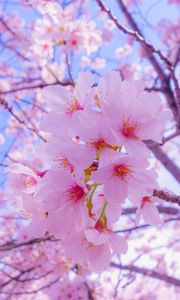 Preview wallpaper sakura, flowers, bloom, spring, pink