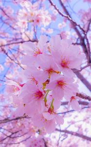 Preview wallpaper sakura, flowers, bloom, spring, pink