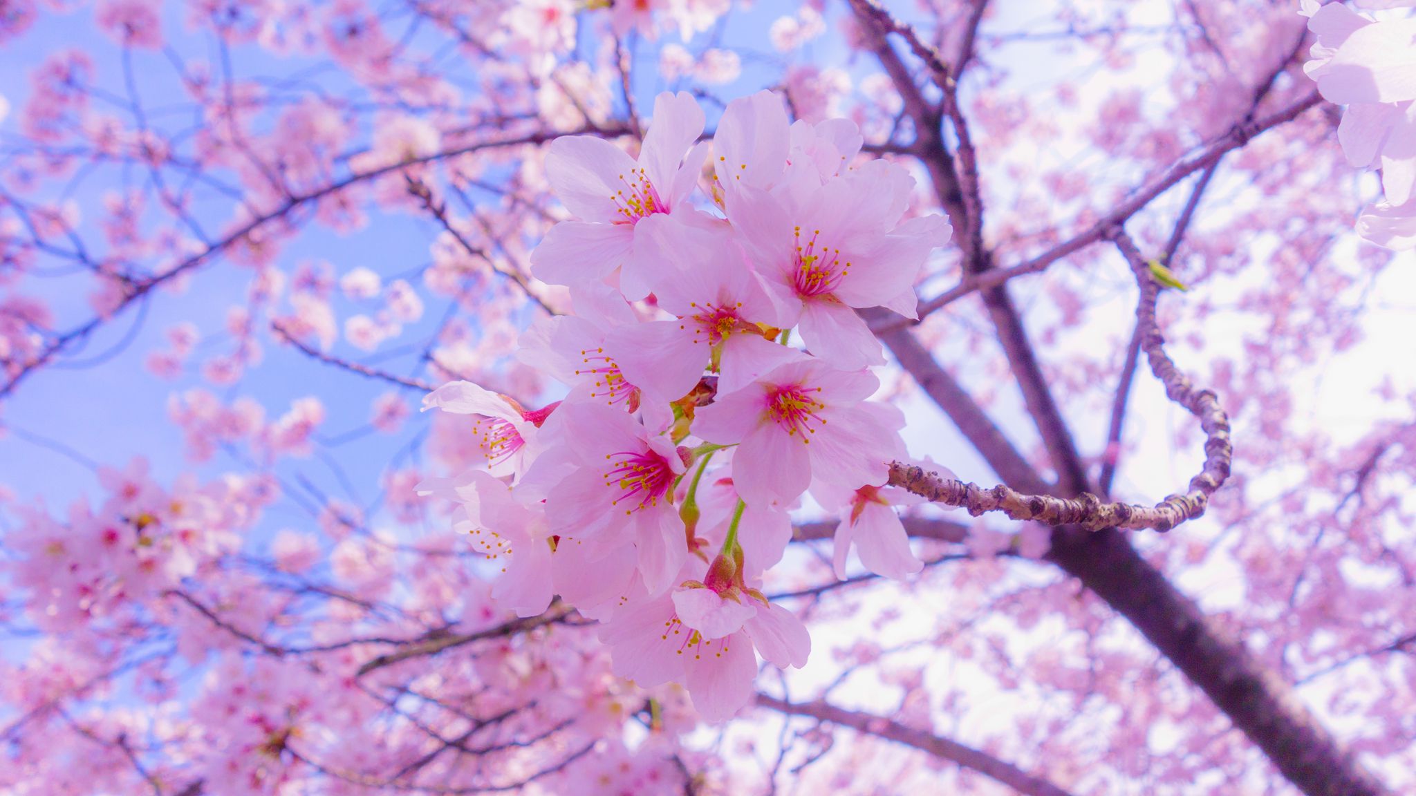 Download wallpaper 2048x1152 sakura, flowers, bloom, spring, pink