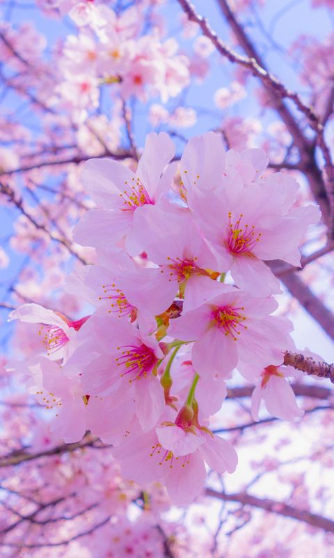 Mùa xuân đến, hoa sakura khoe sắc tuyệt đẹp. Hãy làm mới điện thoại của bạn với những hình nền màu hồng tươi tắn, tươi vui và đáng yêu trong tiết trời xuân này.