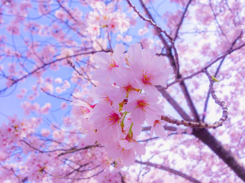 Sakura with blooming pink flowers on pink background · Free Stock