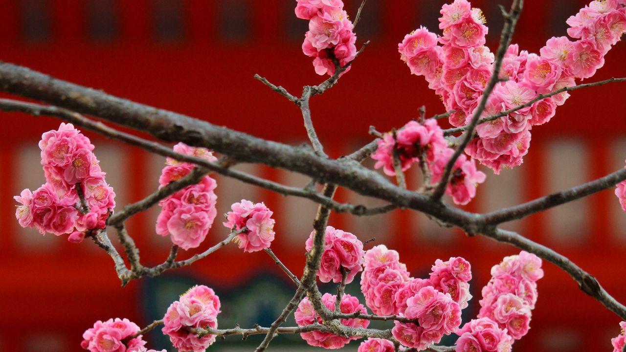 Wallpaper sakura, flowers, bloom, pink, blur