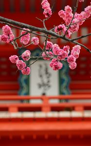 Preview wallpaper sakura, flowers, bloom, pink, blur