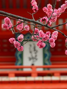 Preview wallpaper sakura, flowers, bloom, pink, blur