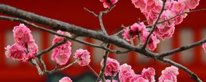Preview wallpaper sakura, flowers, bloom, pink, blur