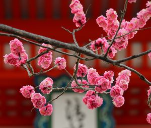Preview wallpaper sakura, flowers, bloom, pink, blur