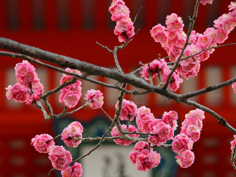 Sakura, biểu tượng của sự nở rộ và sự sảy chân với cuộc sống. Những cánh hoa mỏng manh, trắng tinh khôi như người dịu dàng, bức ảnh này sẽ khiến bạn cảm thấy sự tươi vui và hy vọng.