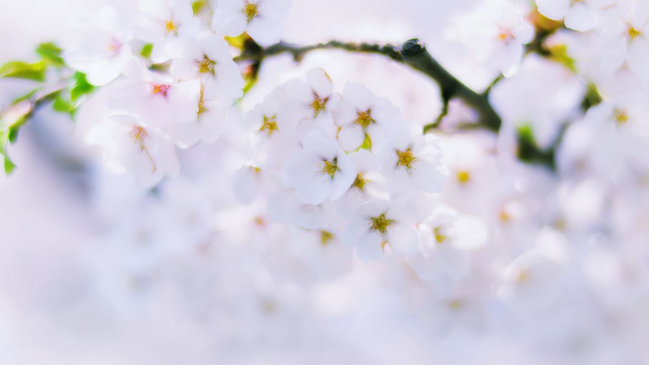 Wallpaper sakura, flowers, bloom, spring, white