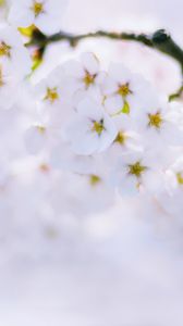 Preview wallpaper sakura, flowers, bloom, spring, white