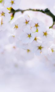 Preview wallpaper sakura, flowers, bloom, spring, white