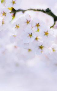 Preview wallpaper sakura, flowers, bloom, spring, white