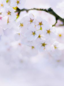 Preview wallpaper sakura, flowers, bloom, spring, white